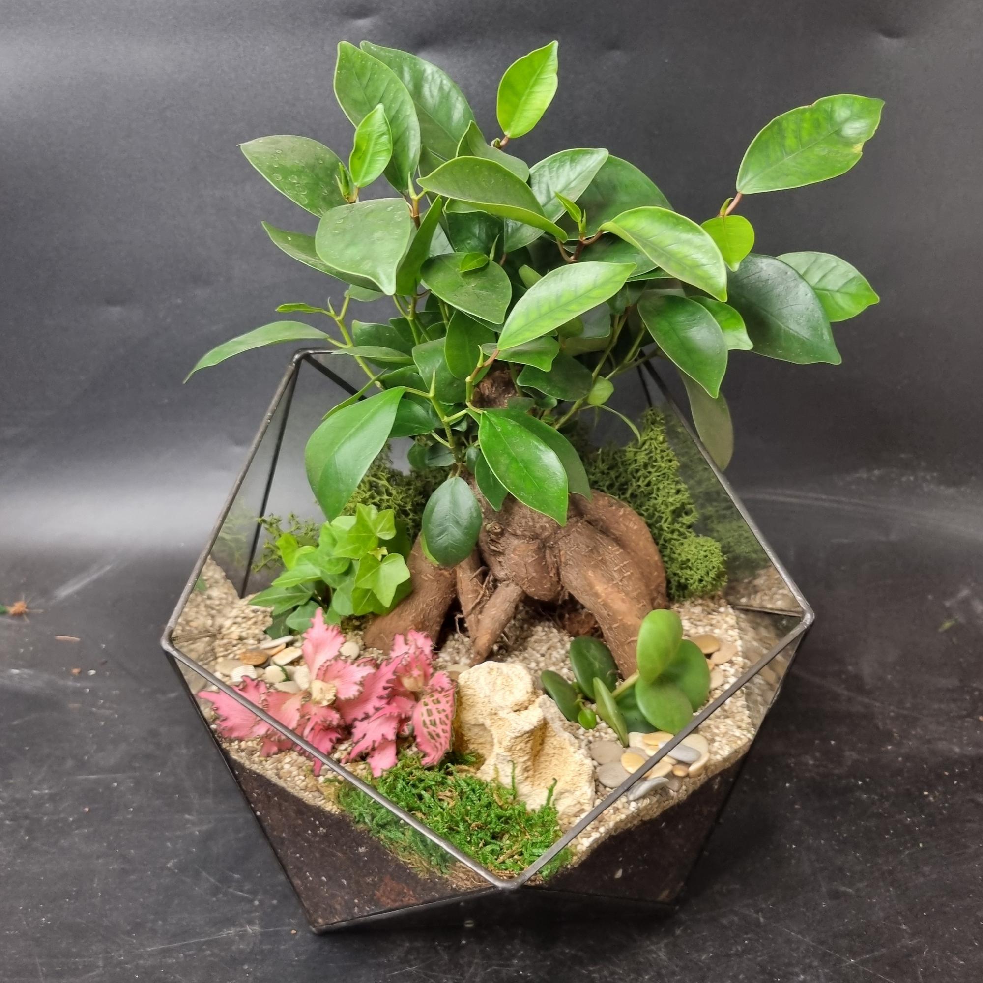 Бонсай Фикус в икосаэдре L