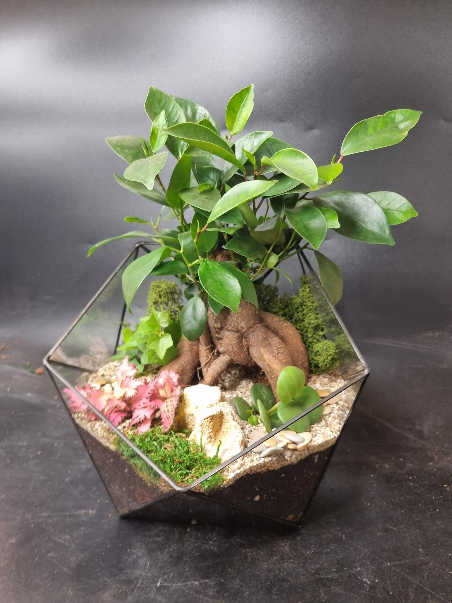Бонсай Фикус в икосаэдре L