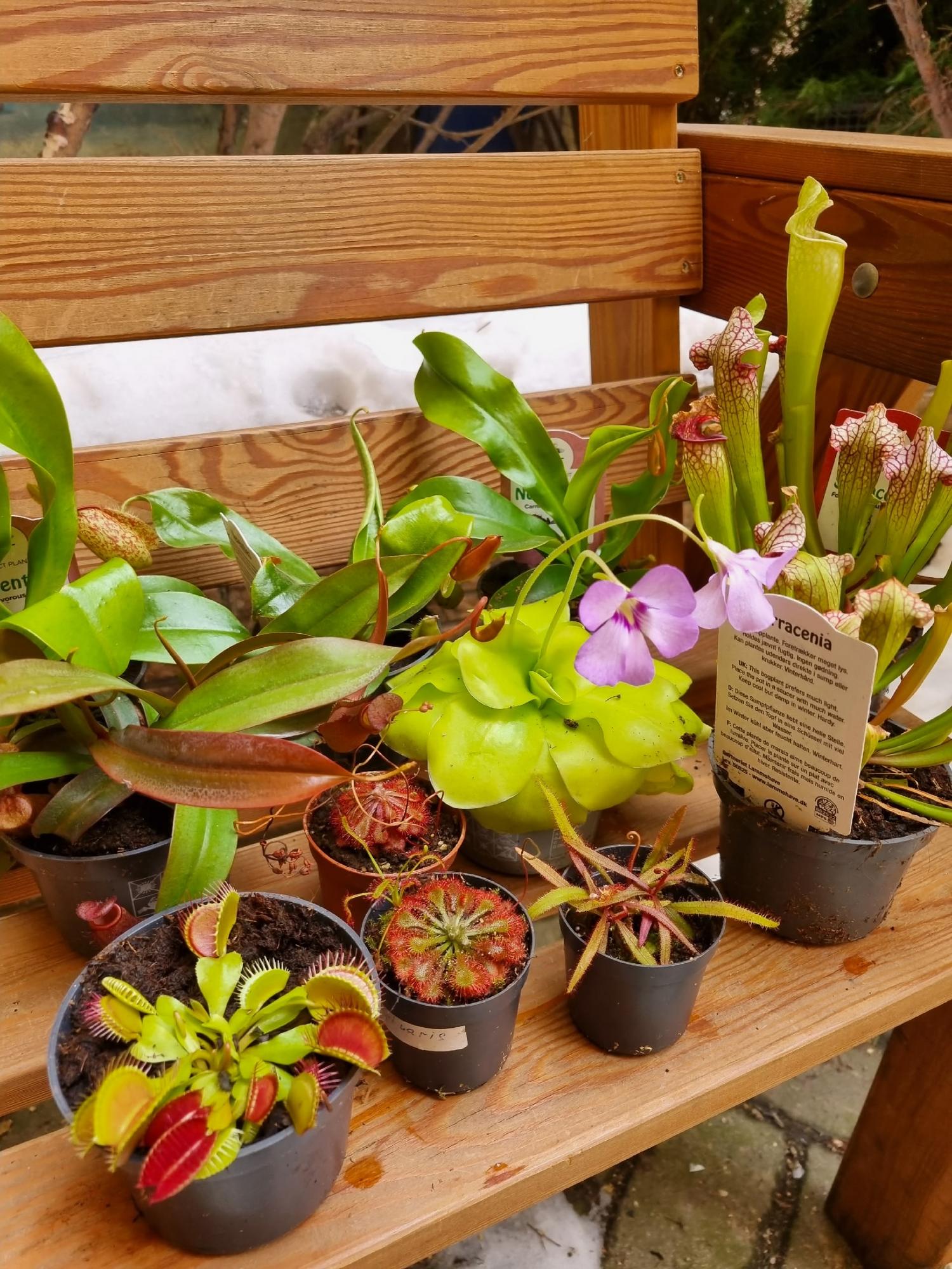 Насекомоядные растения d9