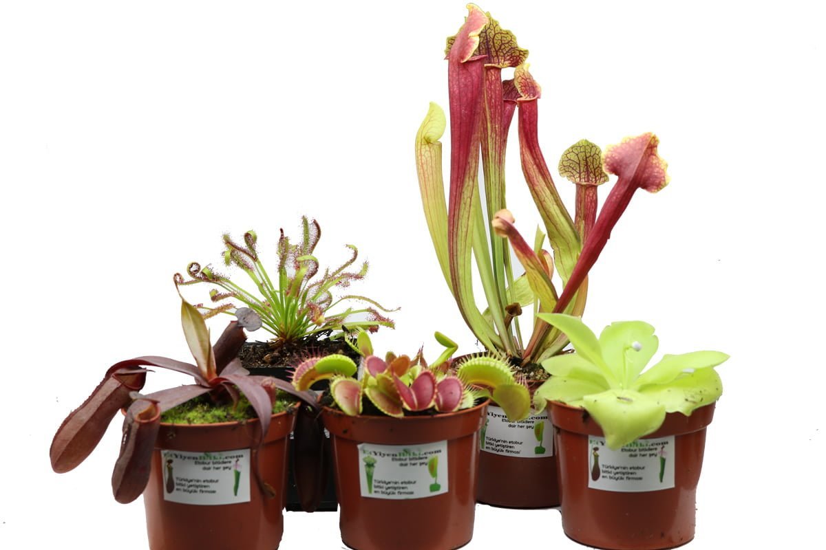 Насекомоядные растения d9
