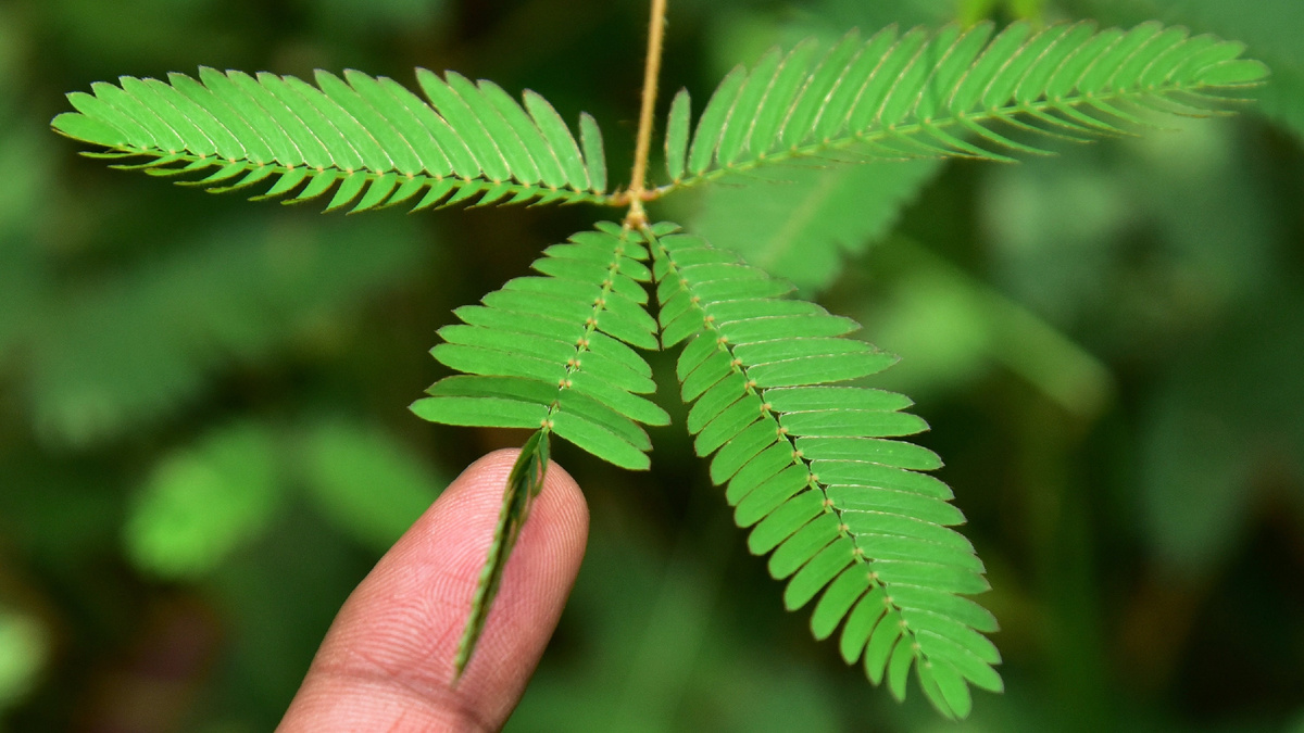 Мимоза стыдливая д7