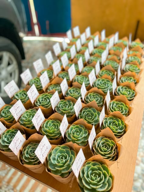 Суккуленты микс д5