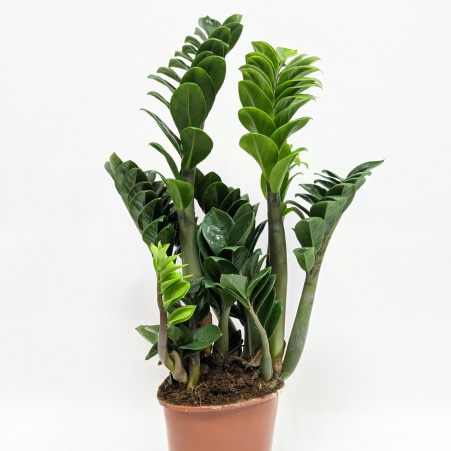 Замиокулькасы