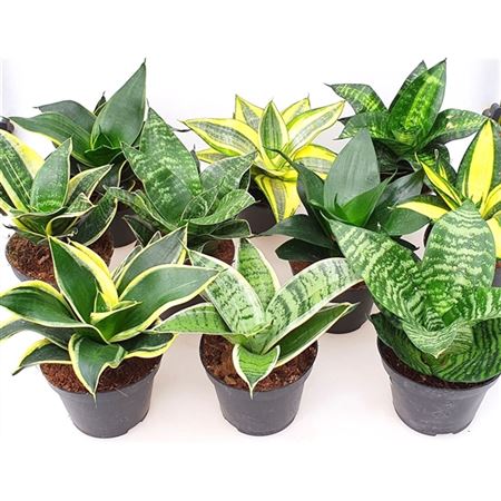 Сансивиерии