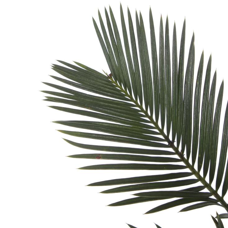 Цикас Революта