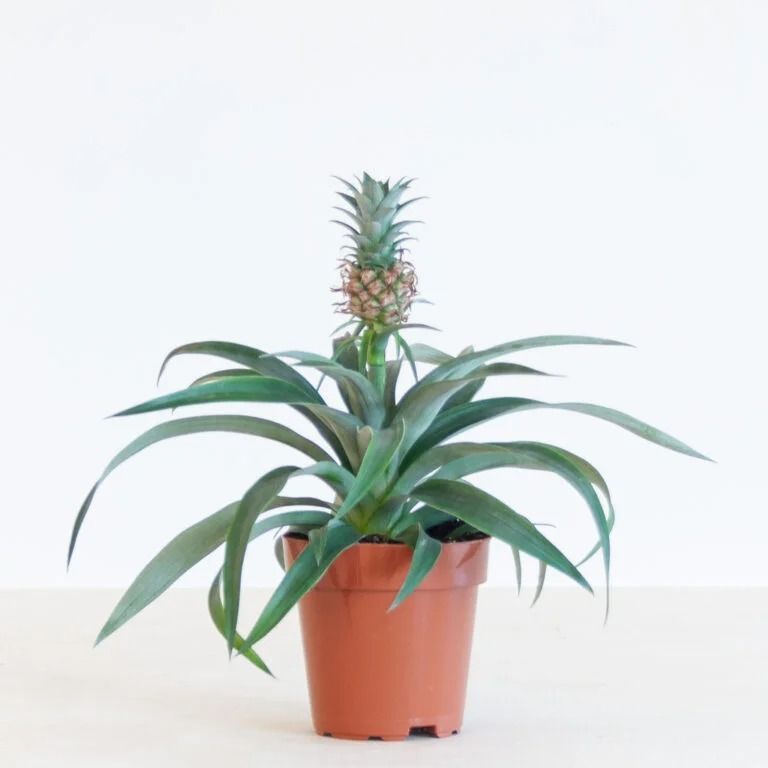 Ананас Амиго д12