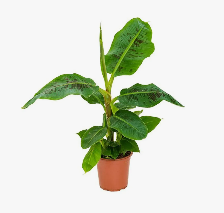 Банан Кавендиш д12