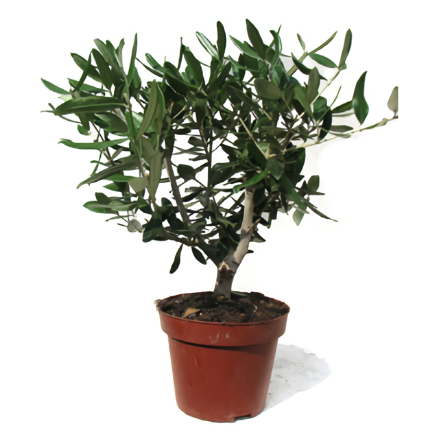 Оливковое дерево д12