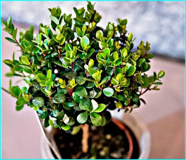 Мирсина африканская д9