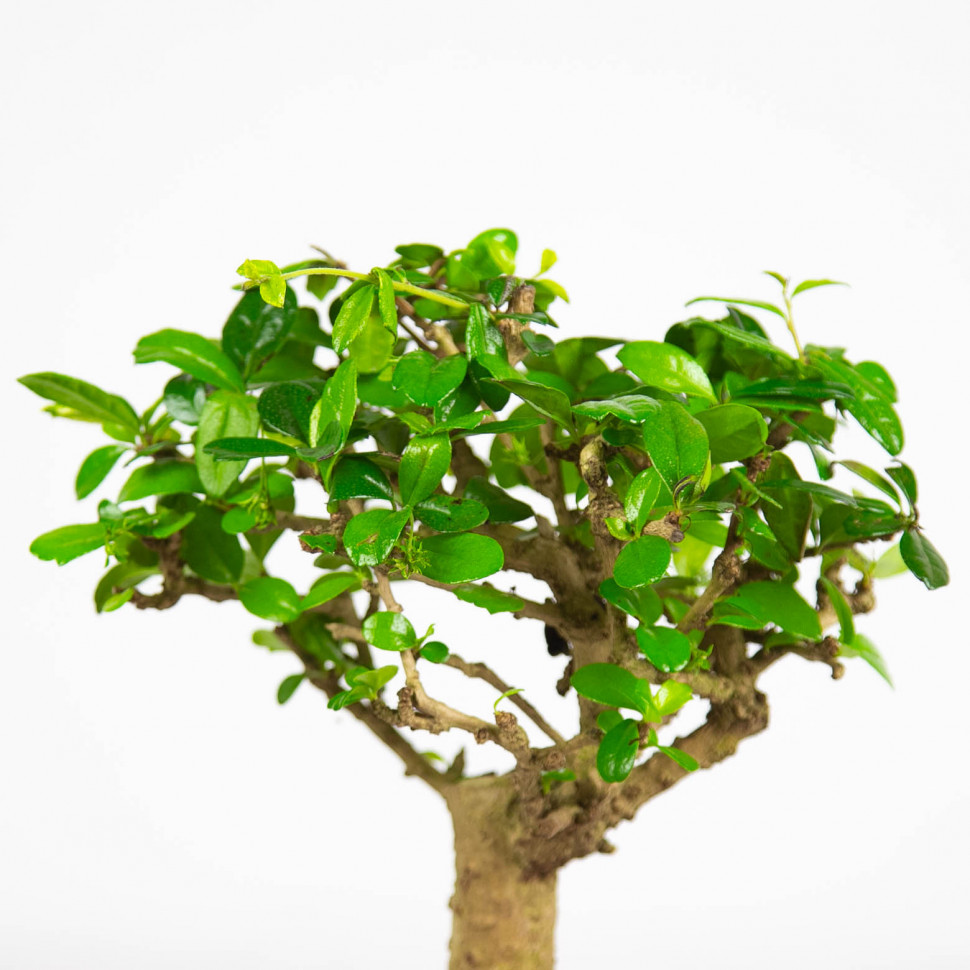 Кармона чайная