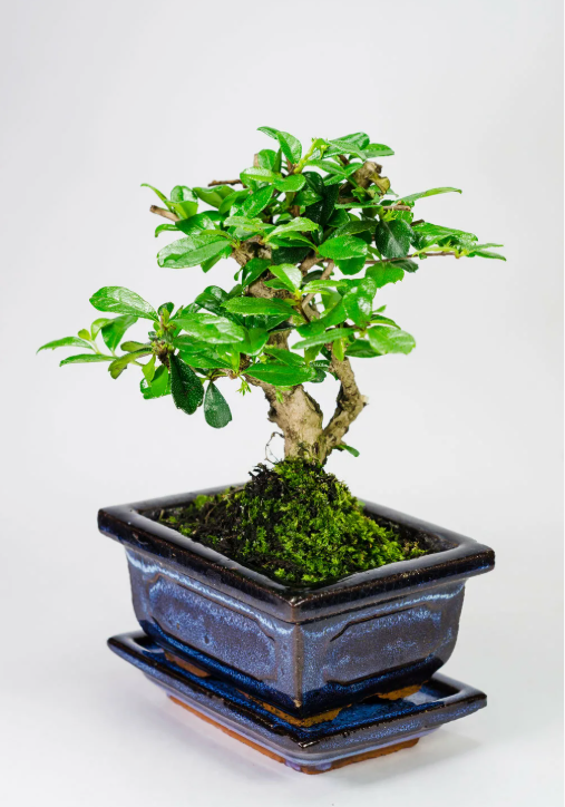 Кармона чайная