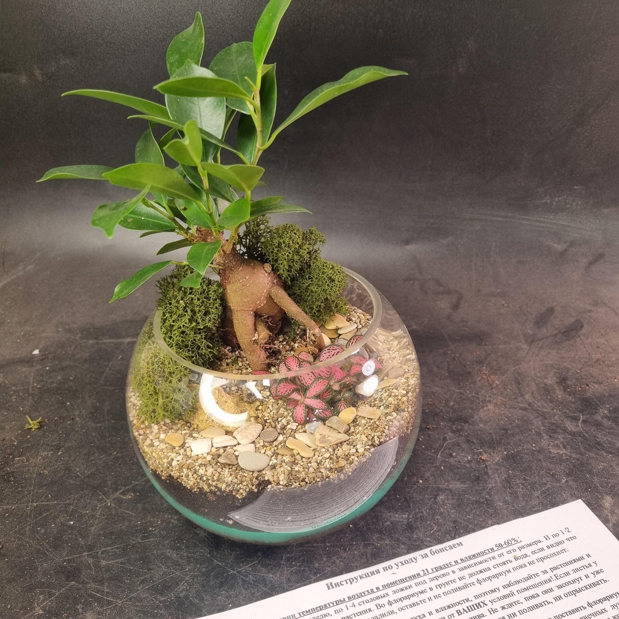 Бонсай Фикус в шаре (размер М - Промо)