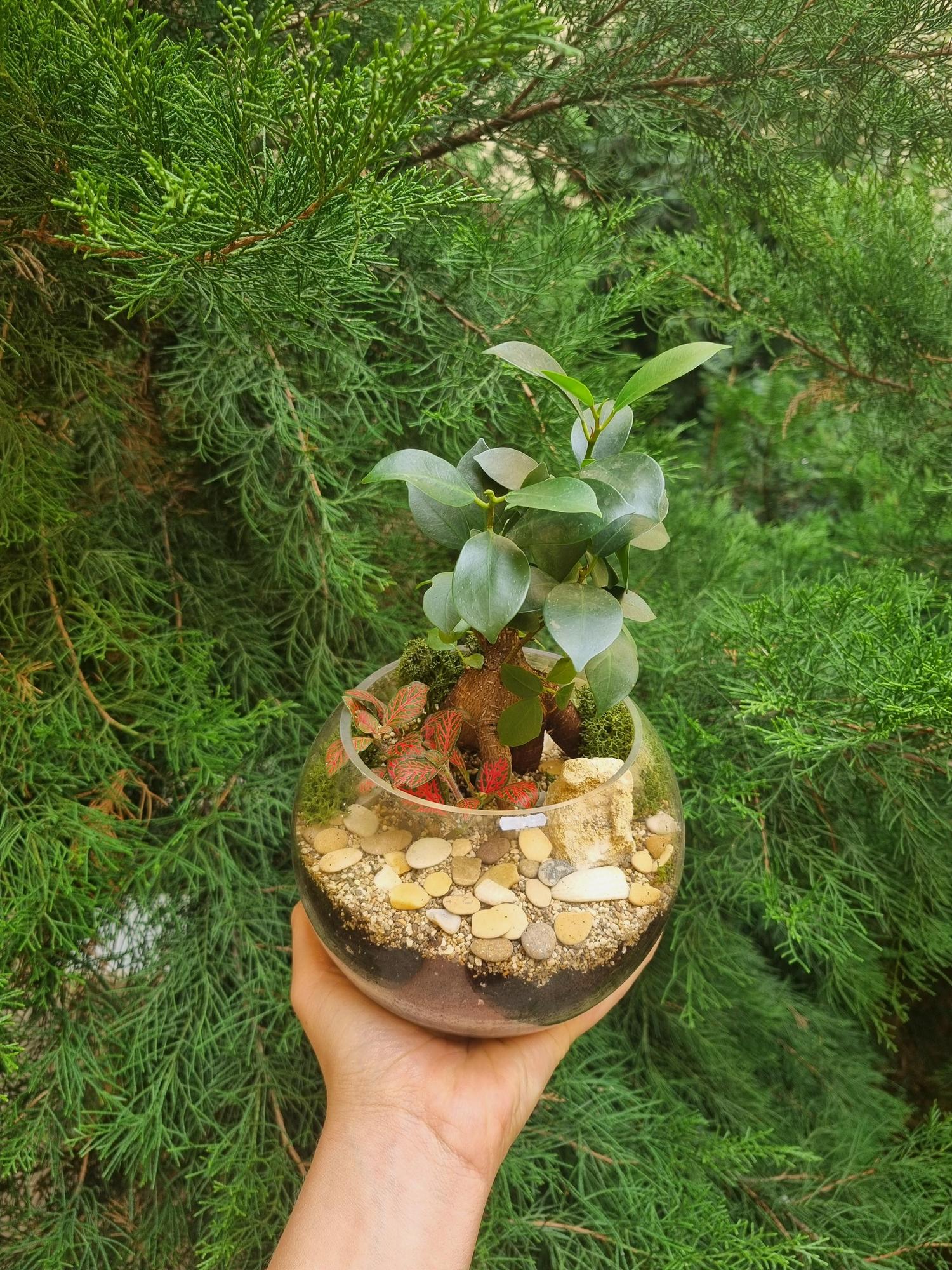 Бонсай Фикус в шаре (размер М - Промо)