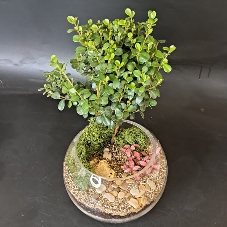 Бонсай Мирсина в шаре (размер М - Промо)