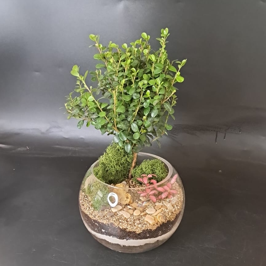 Бонсай Мирсина в шаре (размер М - Промо)