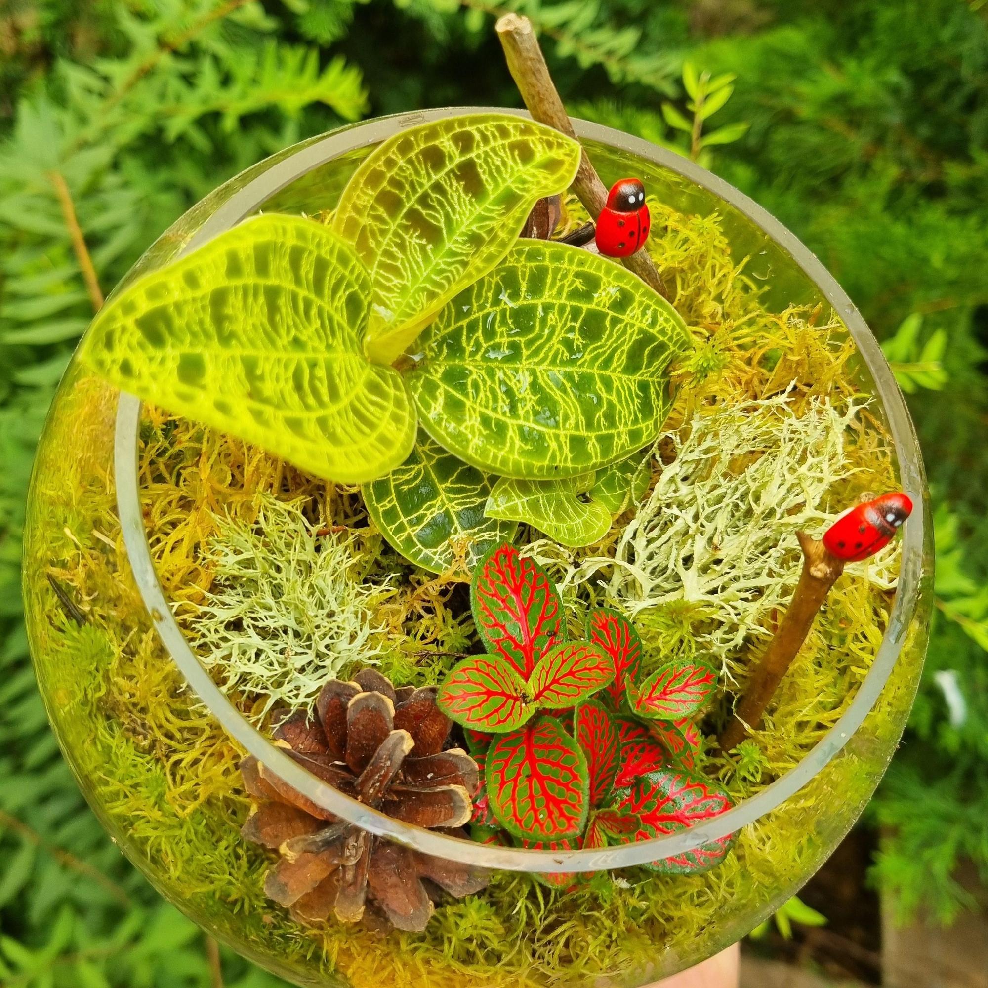 Флорариум с драгоценной орхидеей