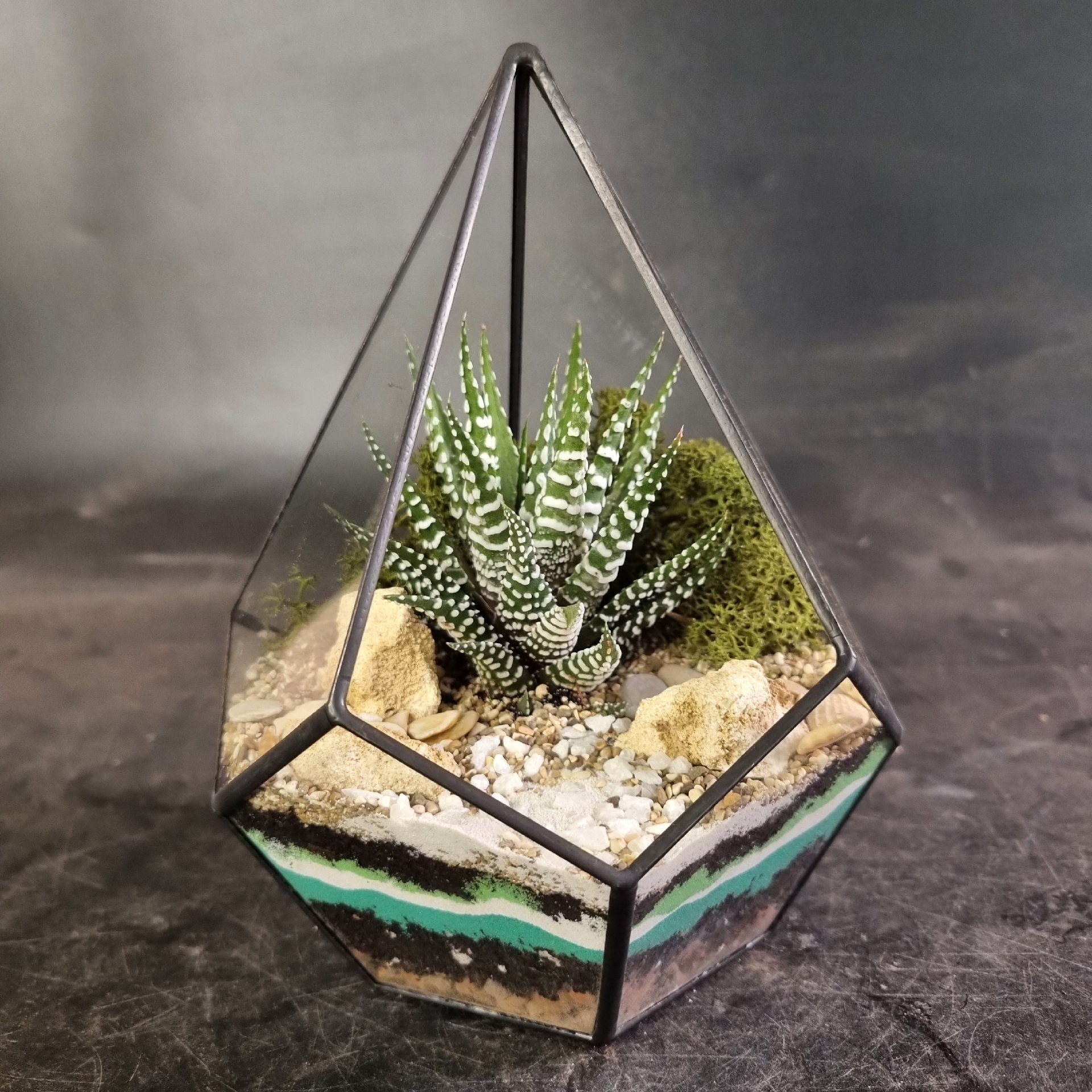 Капля ХS с суккулентом