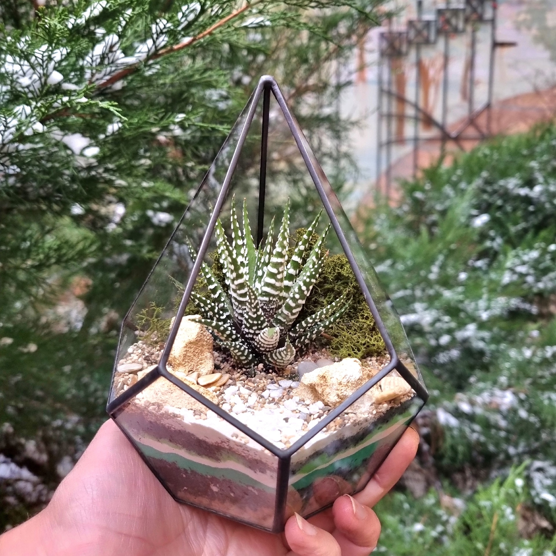 Капля ХS с суккулентом