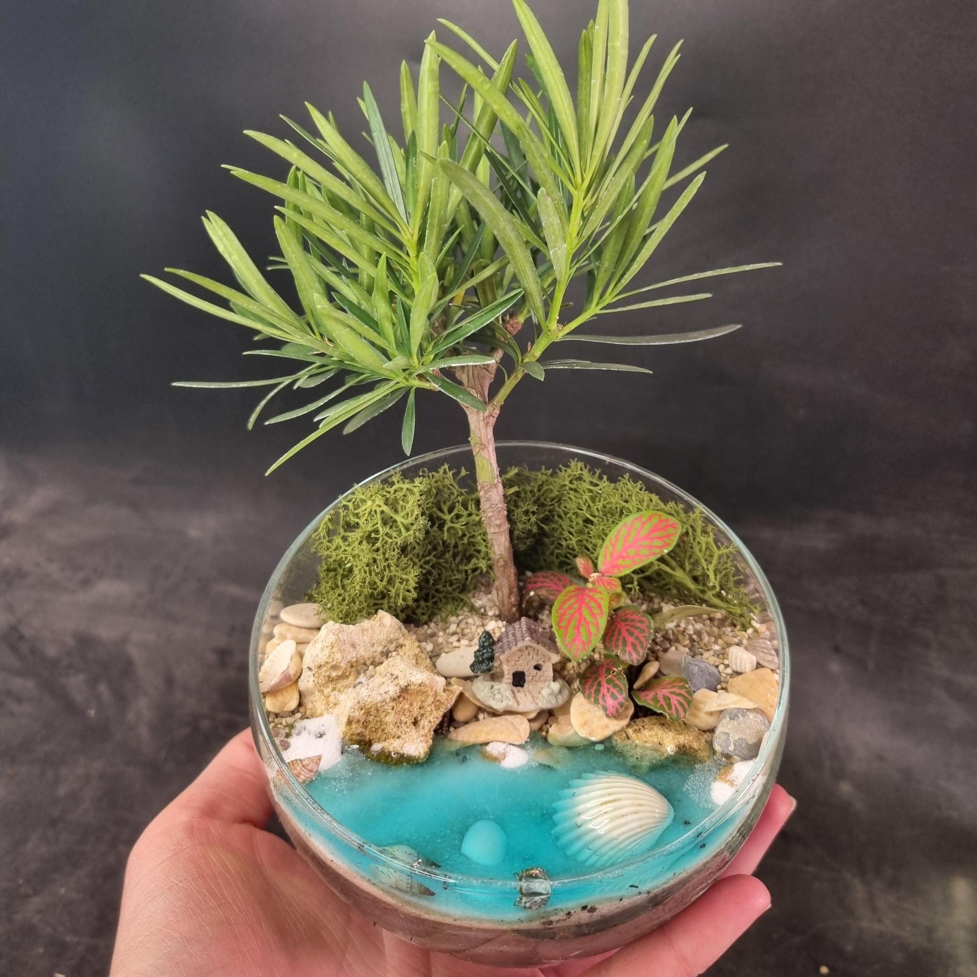 Бонсай Подокарпус в сфере S с имитацией воды