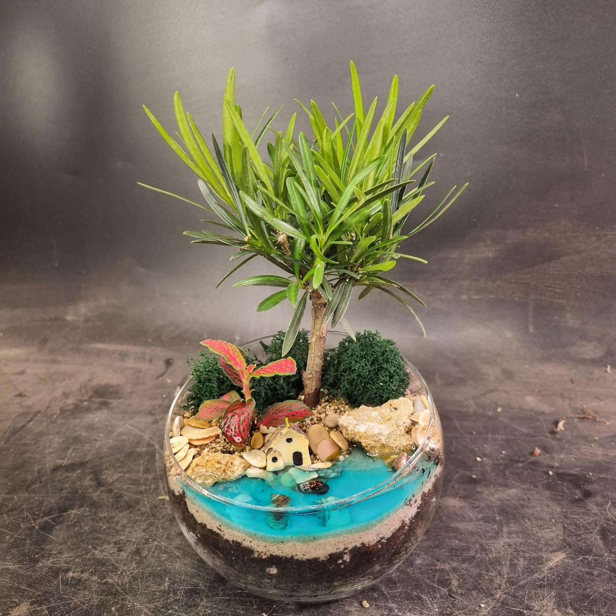 Бонсай Подокарпус в сфере S с имитацией воды