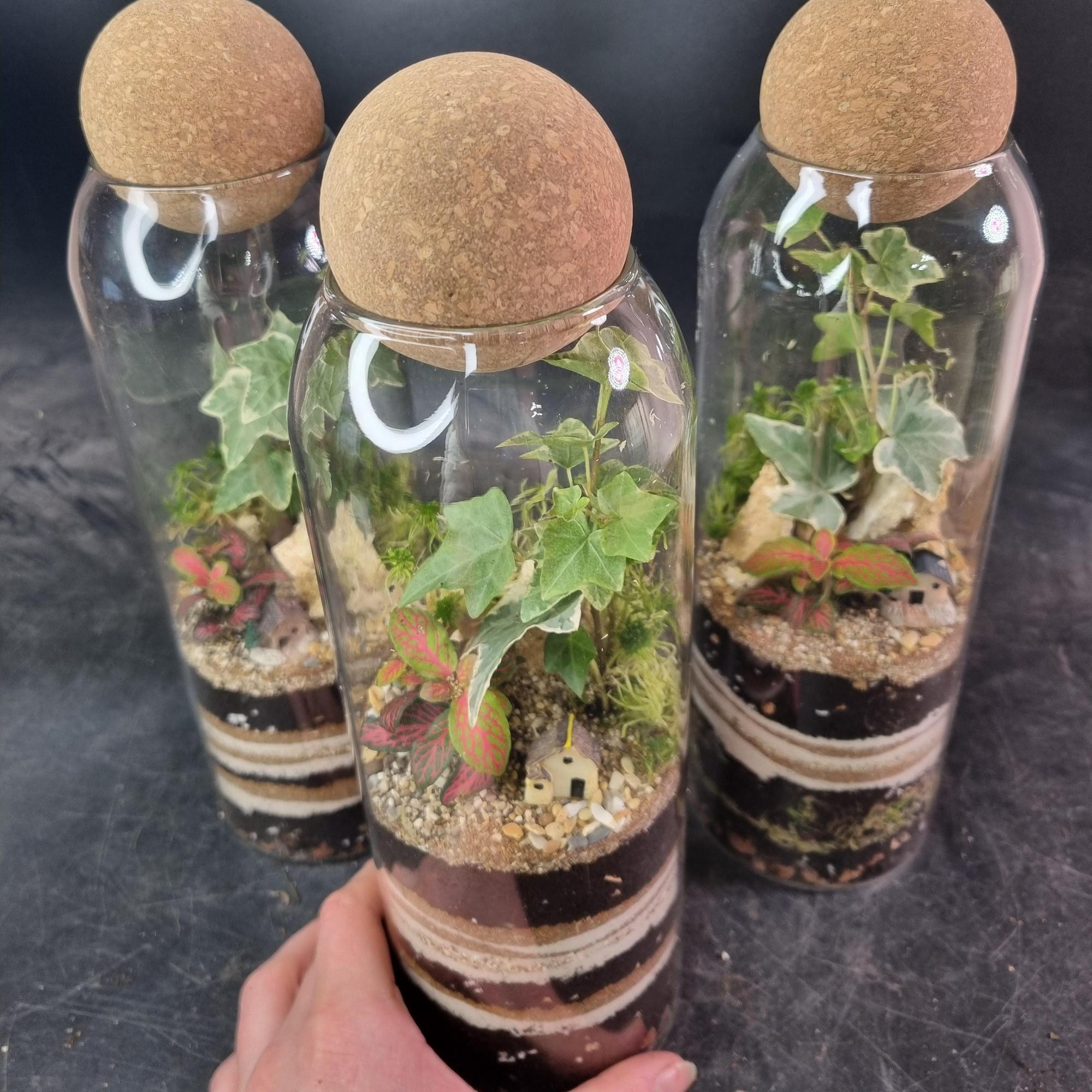 Флорариум колба (закрытая эко-система)