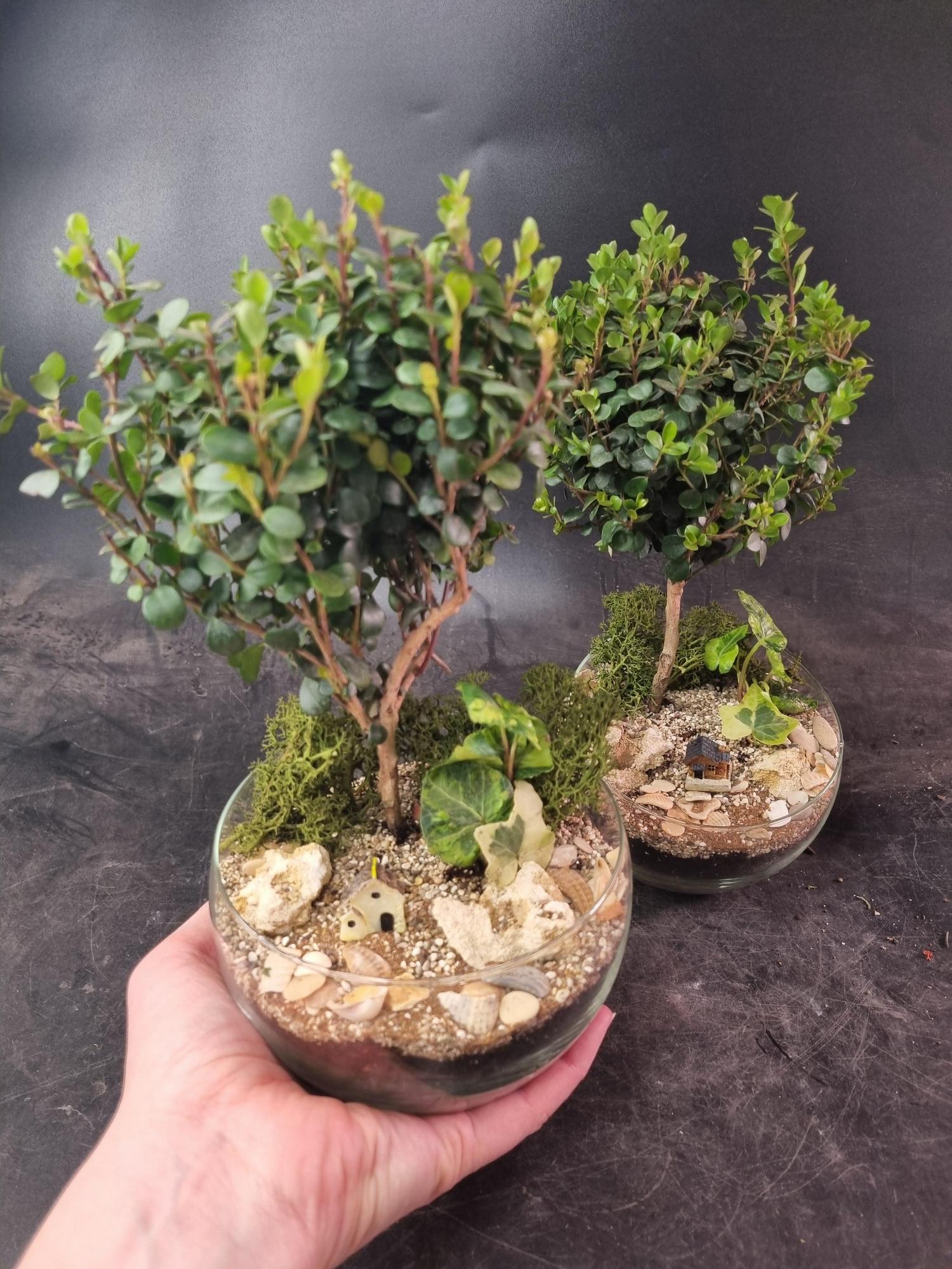 Бонсай Мирсина в сфере S