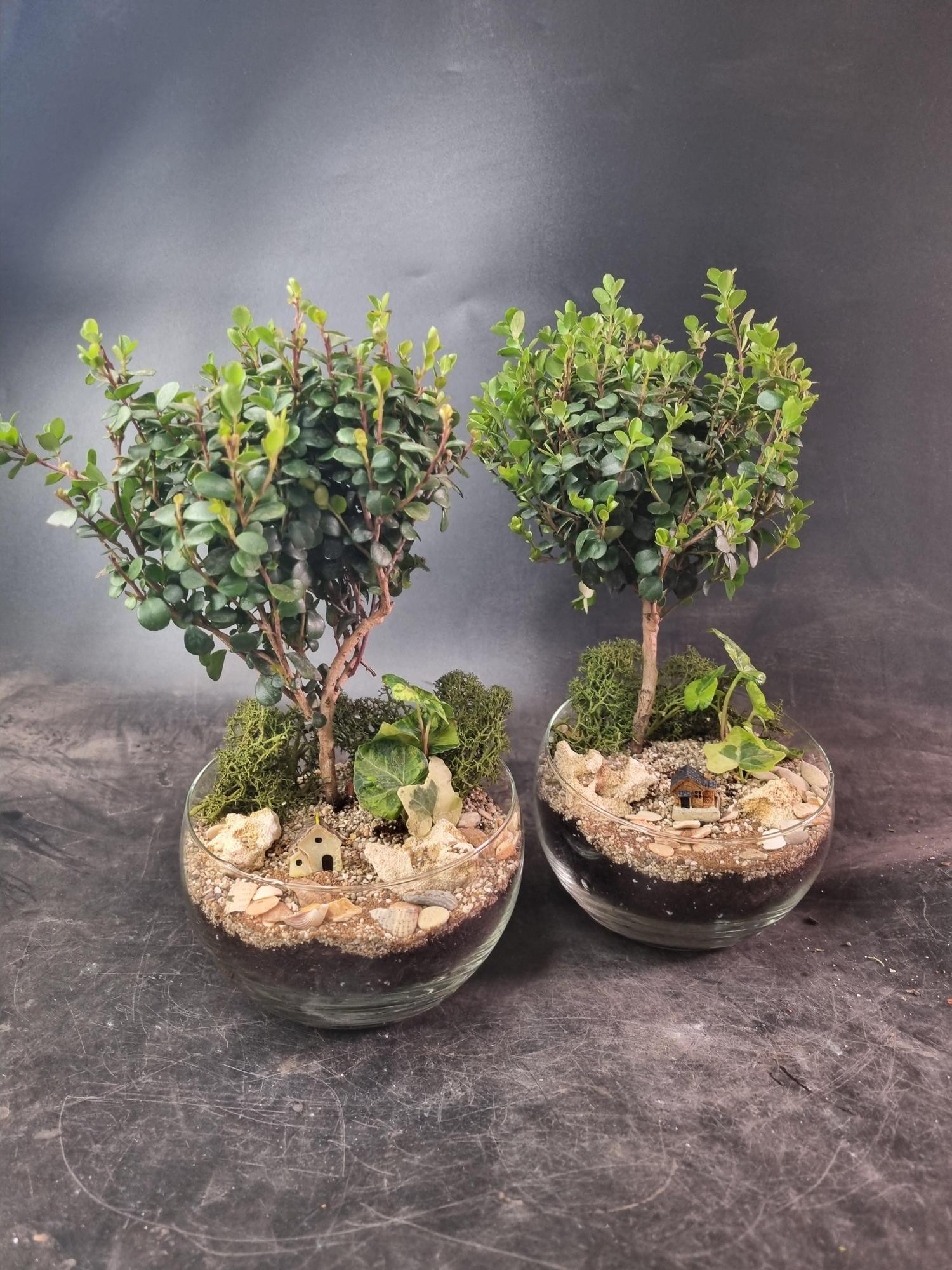 Бонсай Мирсина в сфере S