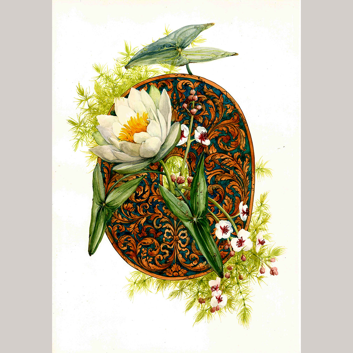 Открытка Болотные цветы