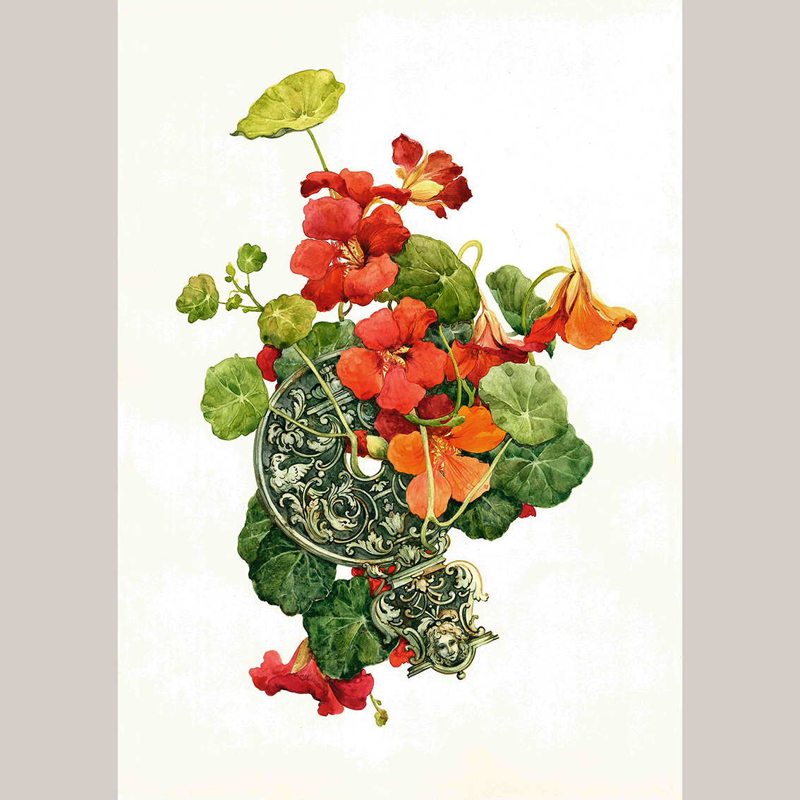 Открытка Настурция