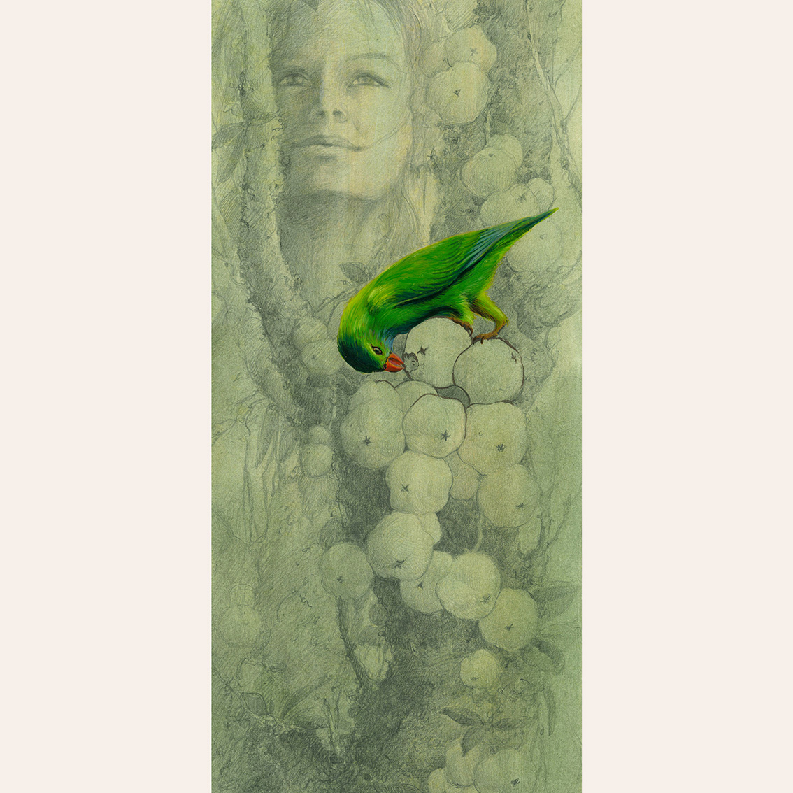 Открытка Попугай