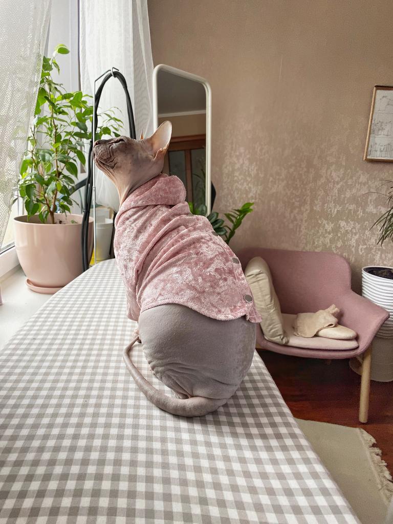 выкройка худи для кота или собаки