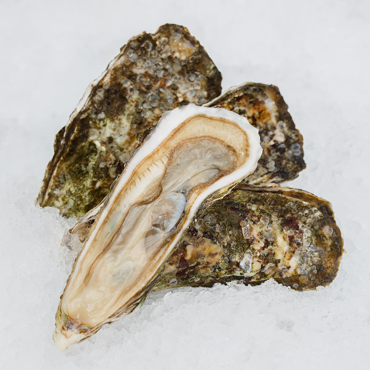 Устрица Императорская (Дальневосточная)