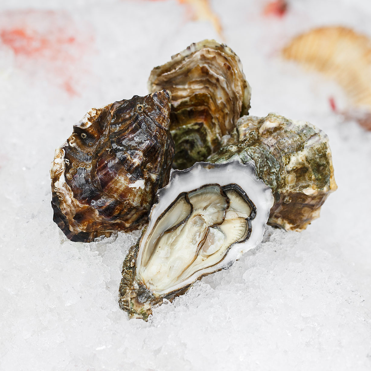 Устрица Крымский афинаж