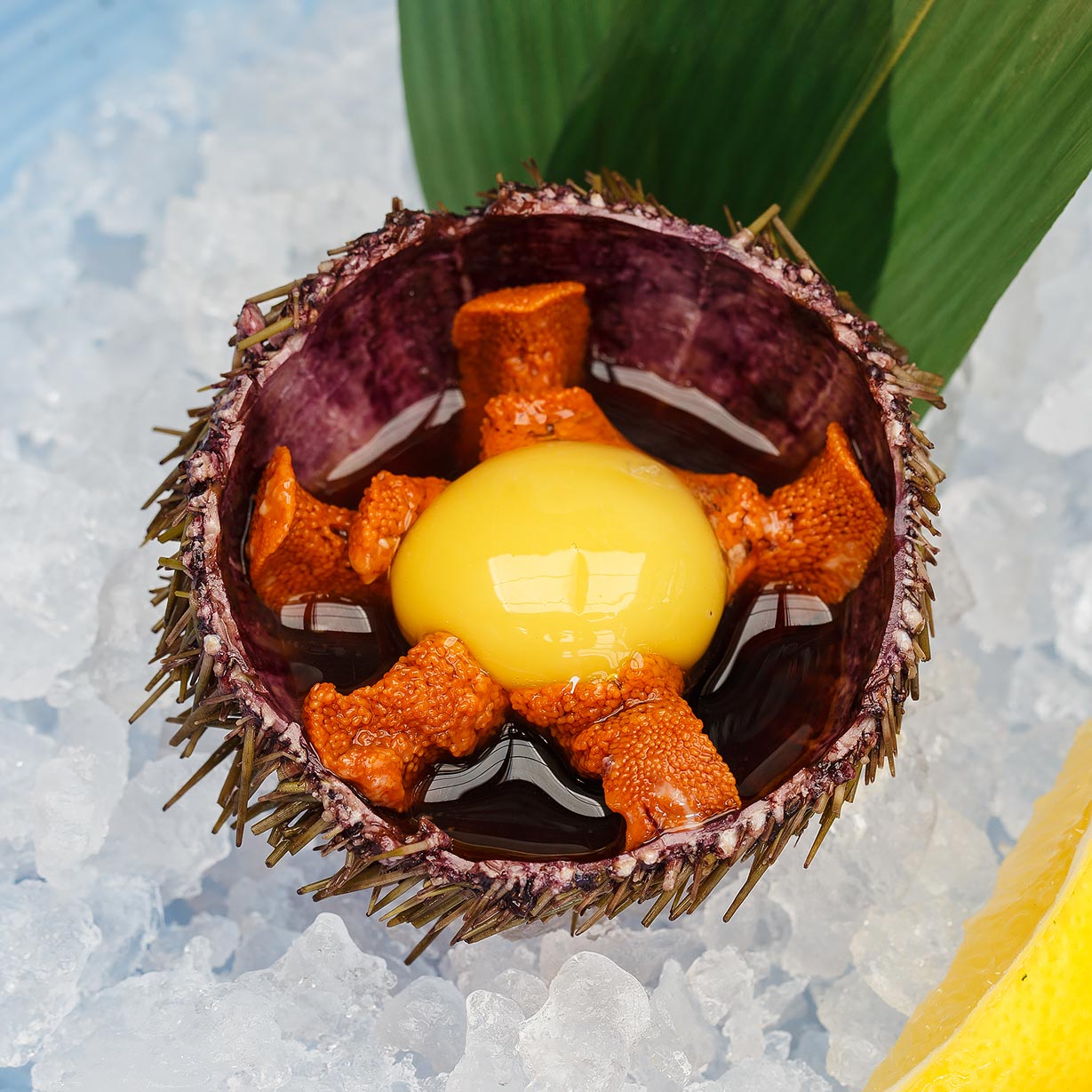 Морской еж с перепелиным желтком