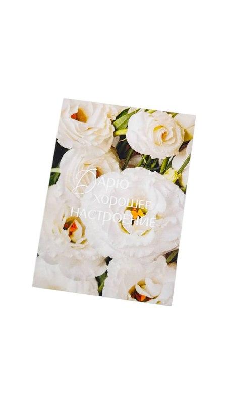 Мини-карточка - Белые цветы "Дарю хорошее настроение"