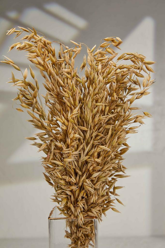 Овёс - Золотой