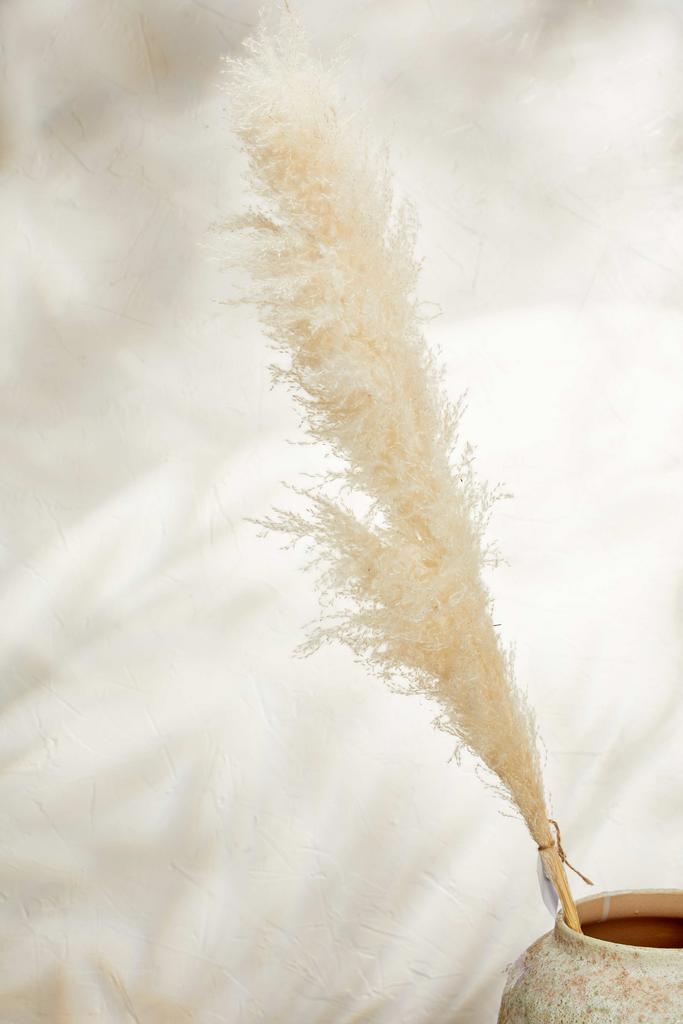 Кортадерия премиум