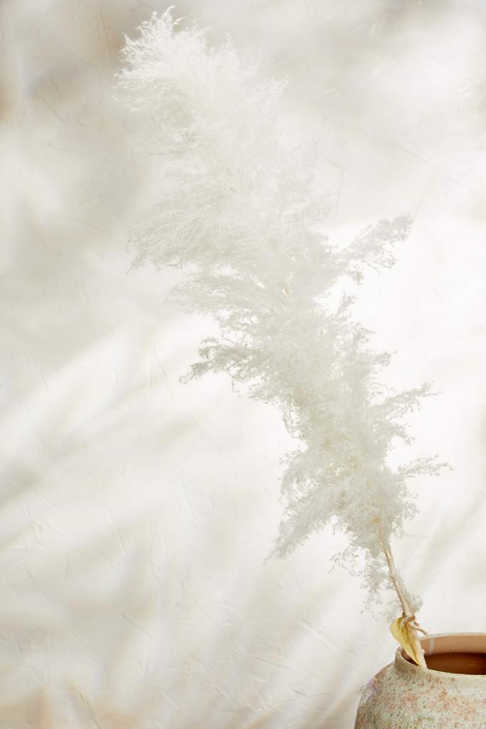 Кортадерия премиум