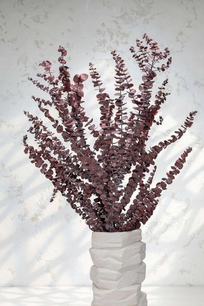 Эвкалипт Беби куст