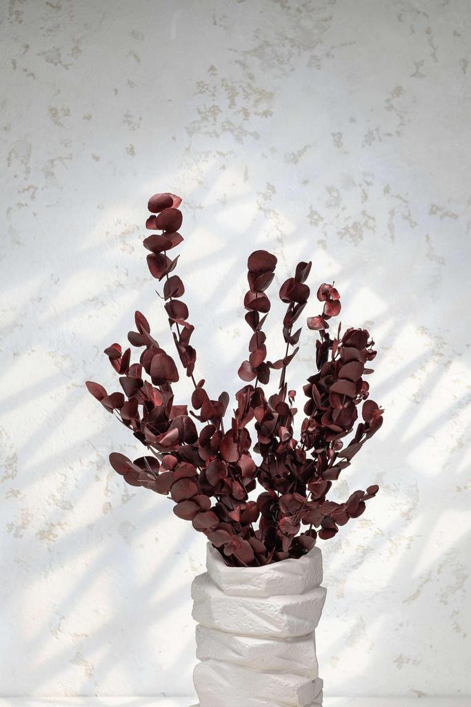 Эвкалипт Ценерия