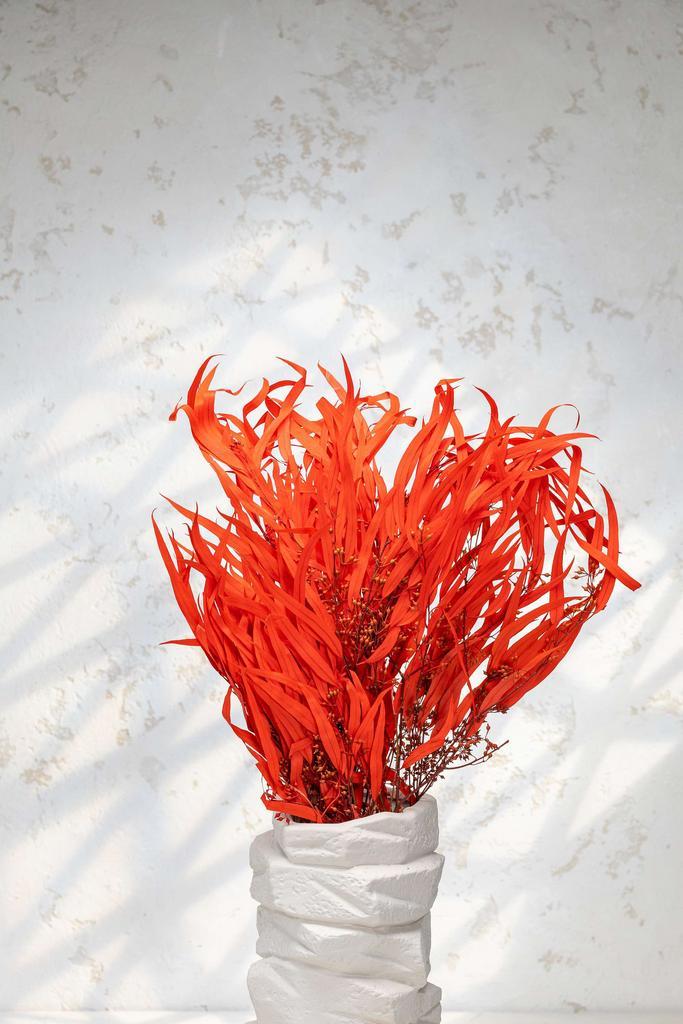 Эвкалипт Николи