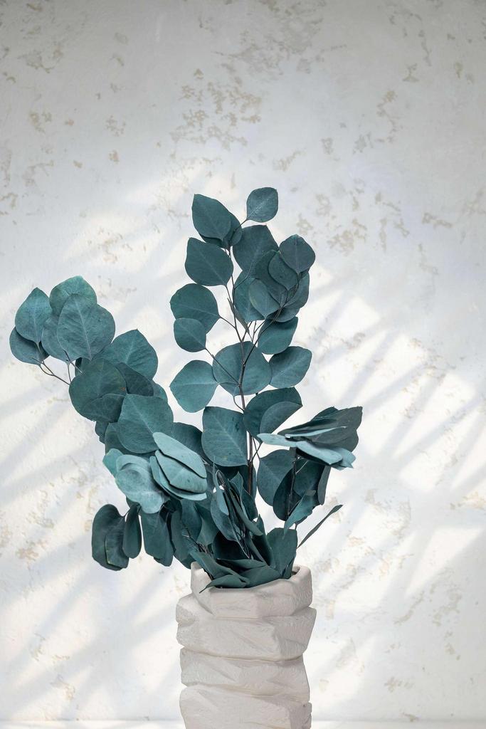 Эвкалипт Популус