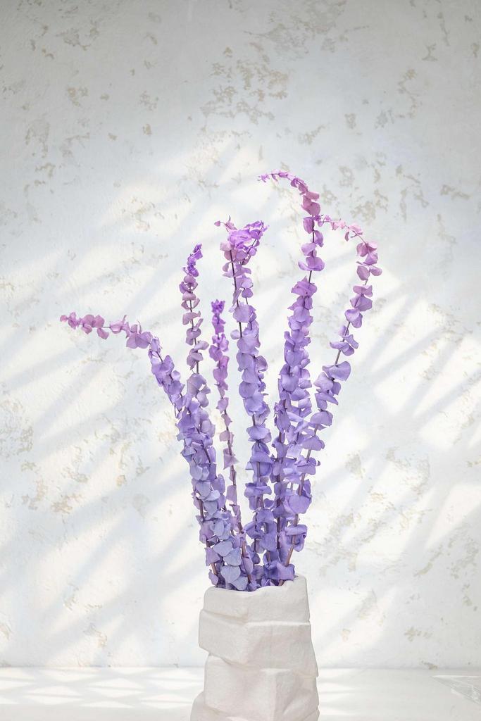 Эвкалипт Беби