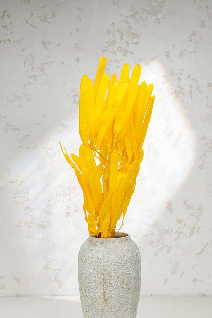 Бобы (стручки) Глицинии