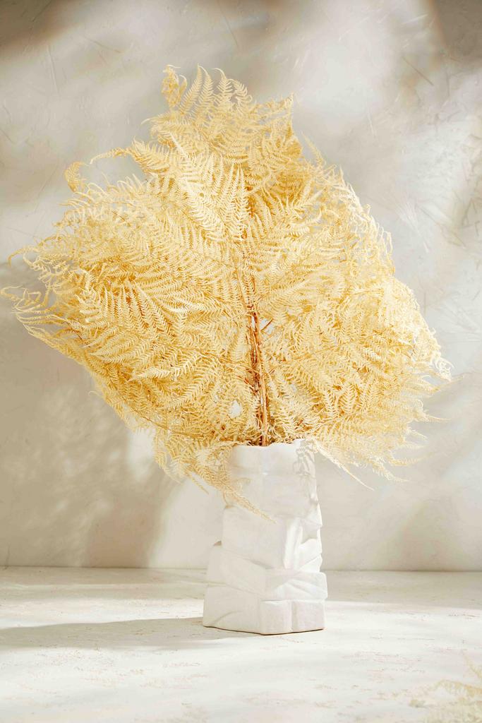 Папоротник стаб - Королевский БИГ