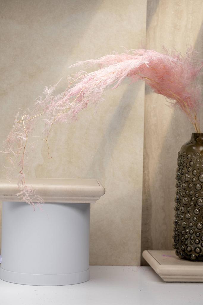 Аспарагус перистый