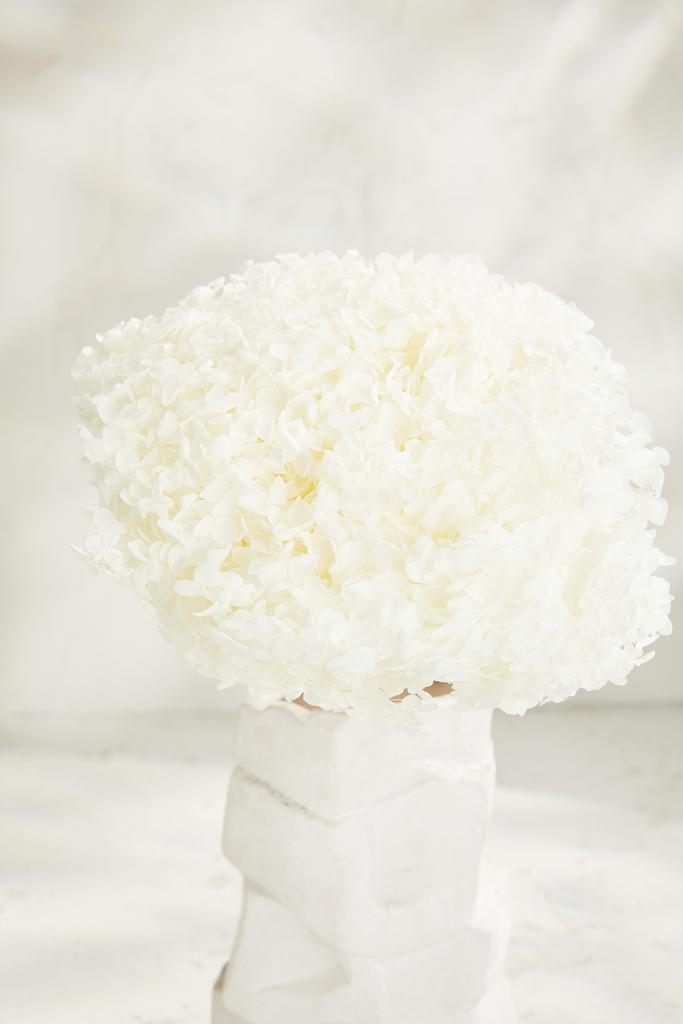 Гортензия Big size