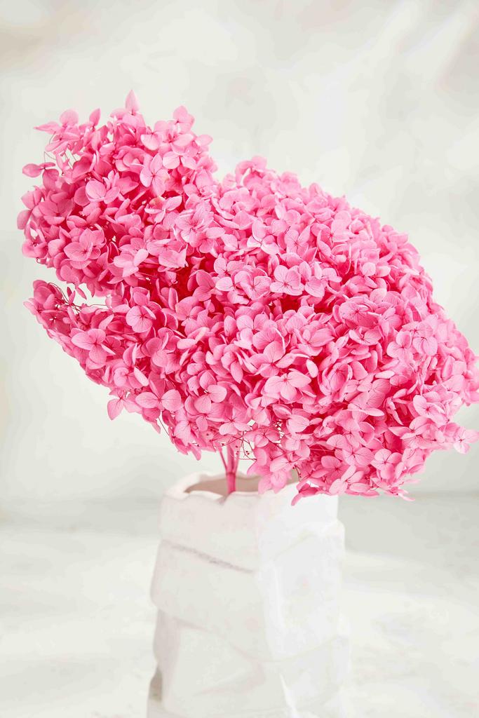 Гортензия Big size