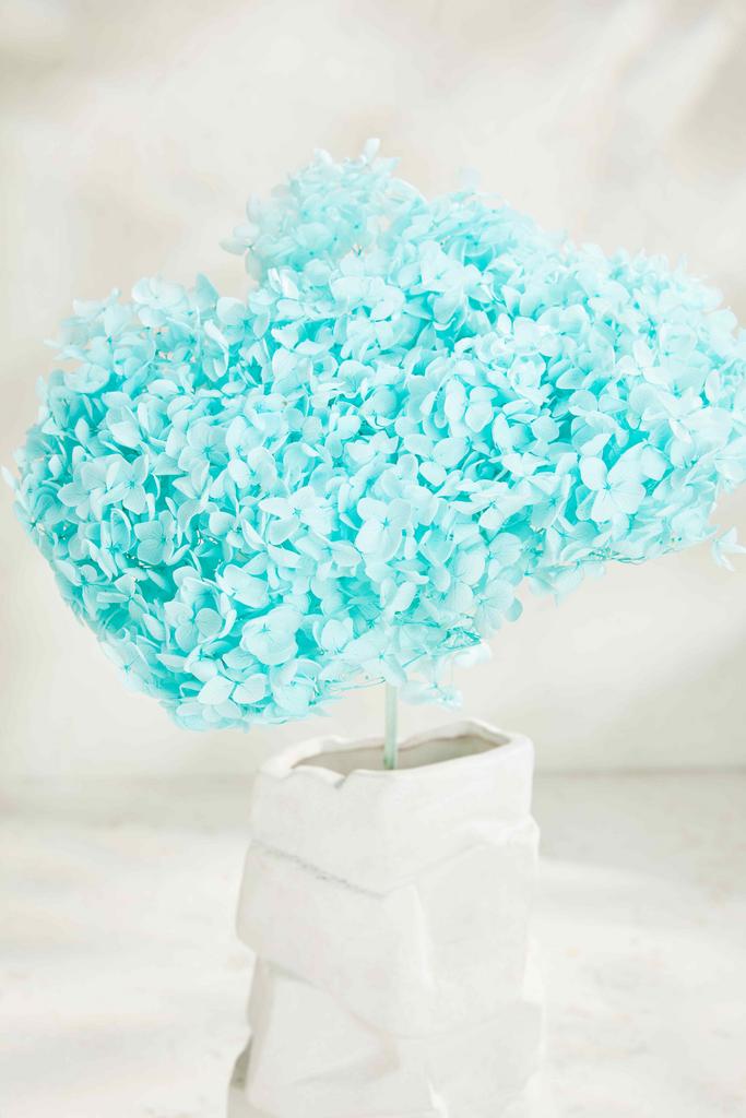 Гортензия Big size