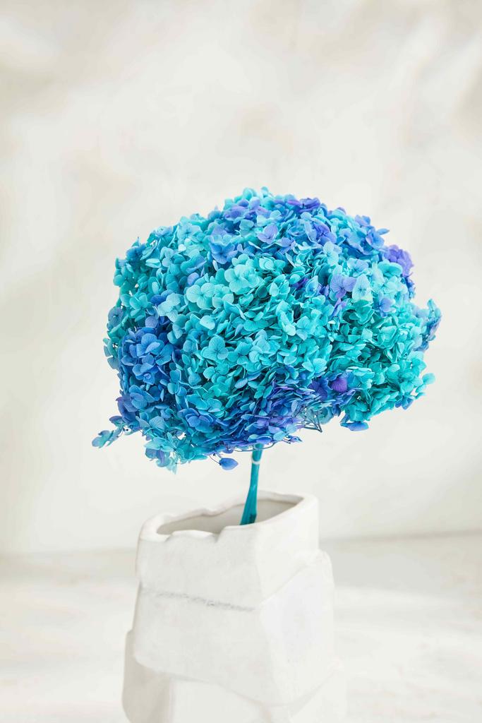 Гортензия градиент